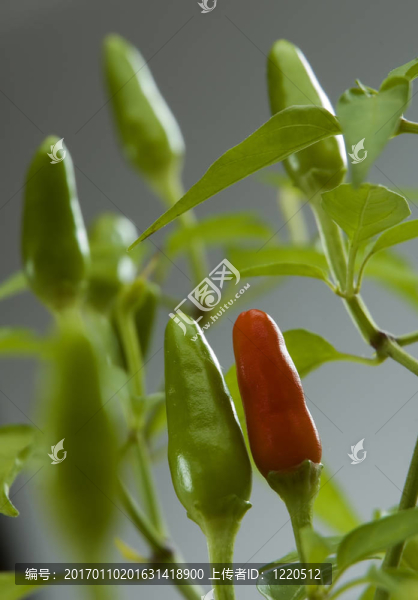 辣椒