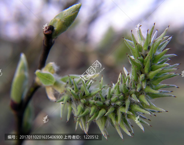 阿爾德樹芽-匯圖網(wǎng) www.fosd68.com 阿爾德樹芽