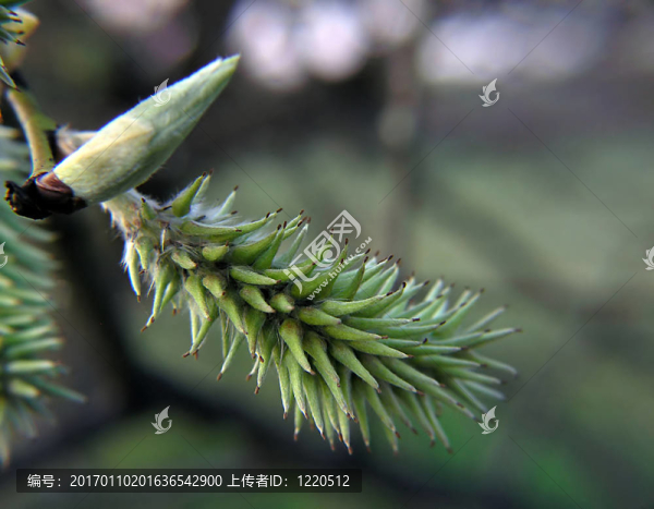 阿爾德樹芽-匯圖網(wǎng) www.fosd68.com 阿爾德樹芽