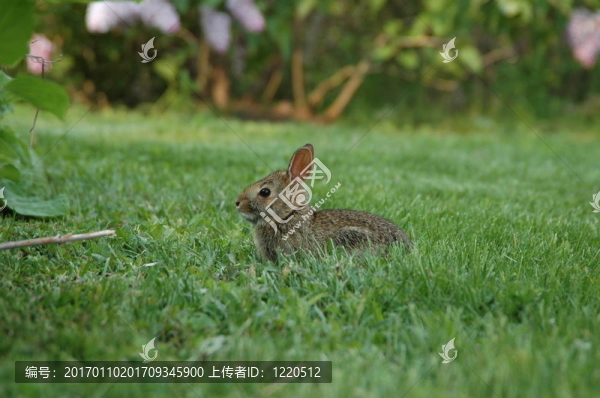 小兔子