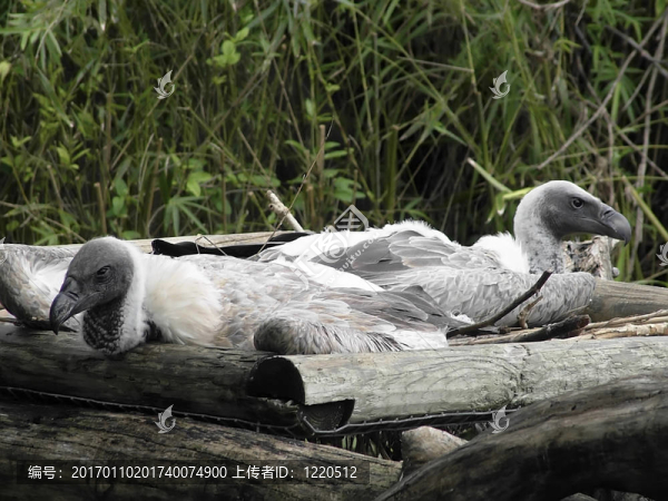 禿鷲幼雛-匯圖網(wǎng) www.fosd68.com 禿鷲幼雛