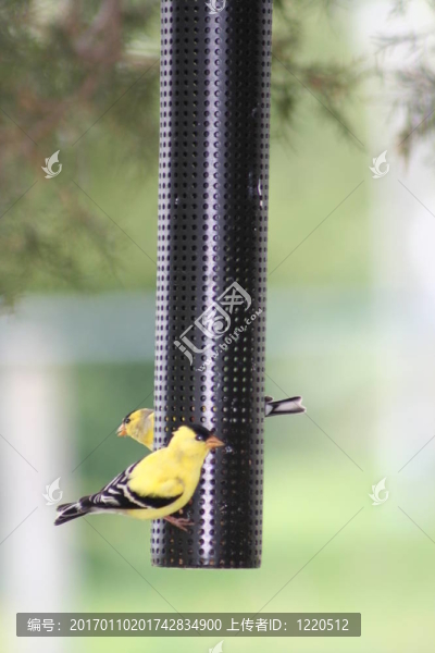 bird1