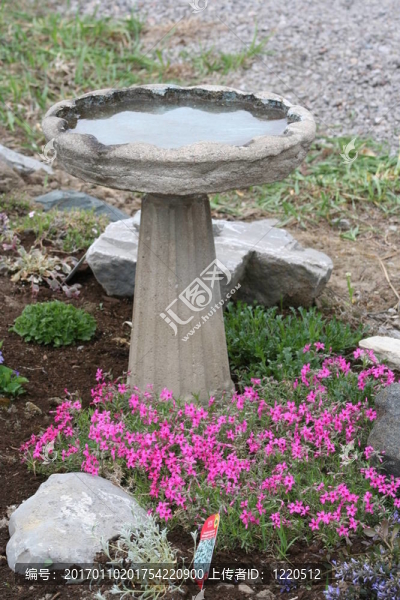 浴鳥-匯圖網(wǎng) www.fosd68.com 浴鳥