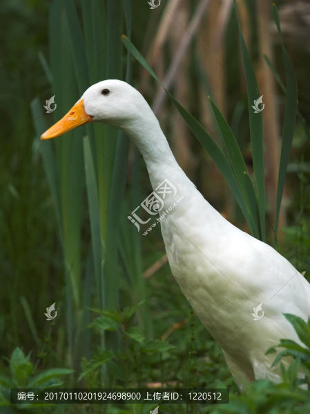白鵝