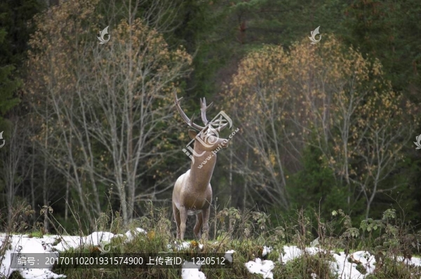 雄鹿的雕像