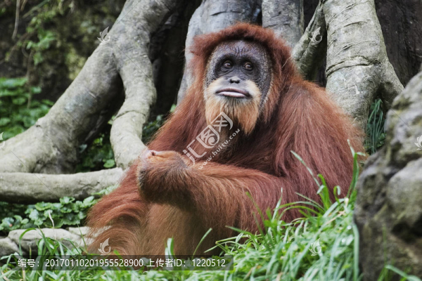 猩猩（Pongo,pygmaeus）；Borneo；印度尼西亞