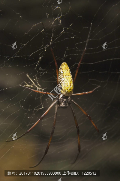 馬達(dá)加斯加巨絲蜘蛛-匯圖網(wǎng) www.fosd68.com 馬達(dá)加斯加巨絲蜘蛛