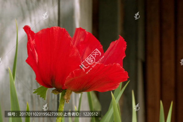 奇異的罌粟-匯圖網(wǎng) www.fosd68.com 奇異的罌粟