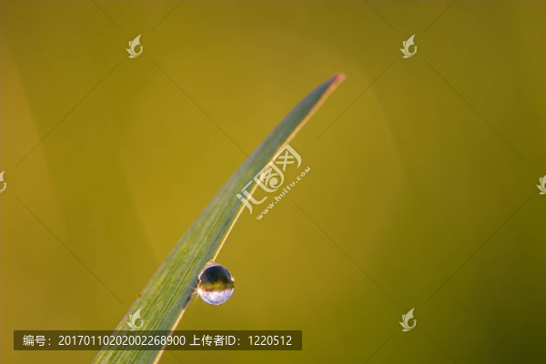 露滴