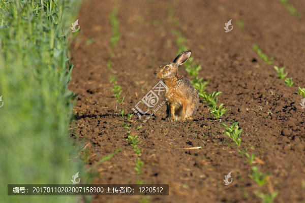 在田野里的野兔