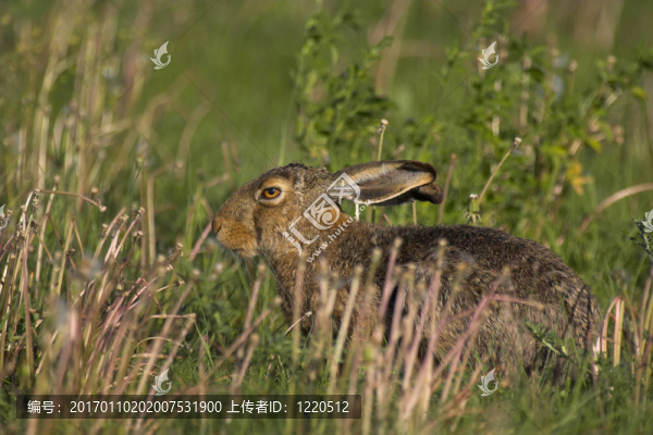 在田野里的野兔