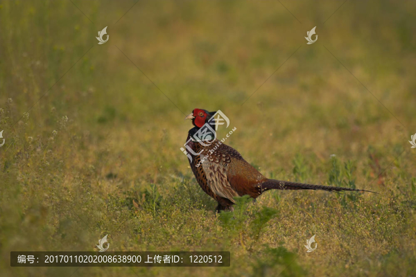 野雞