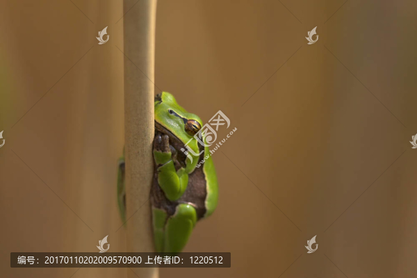 青蛙
