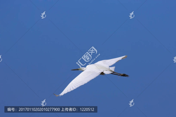 大白鷺