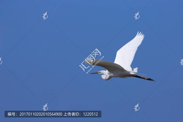 大白鷺