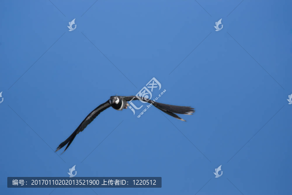 飛行麥雞-匯圖網(wǎng) www.fosd68.com 飛行麥雞