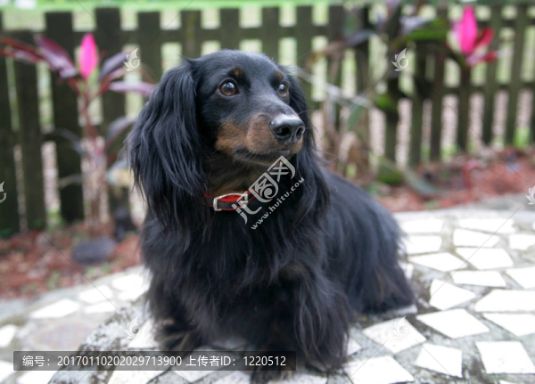 臘腸犬戶外人像的照片