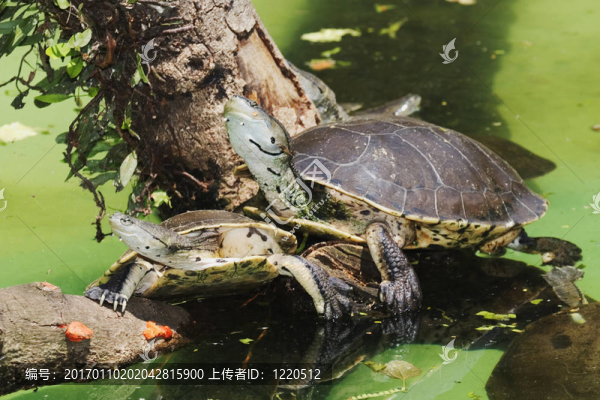 Hilaire側(cè)頸涂