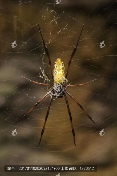馬達(dá)加斯加巨絲蜘蛛