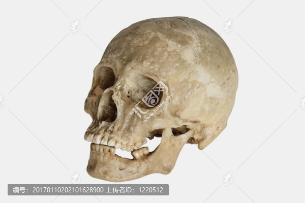人類頭骨