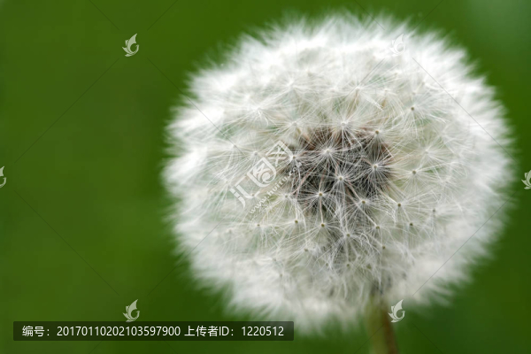 蒲公英