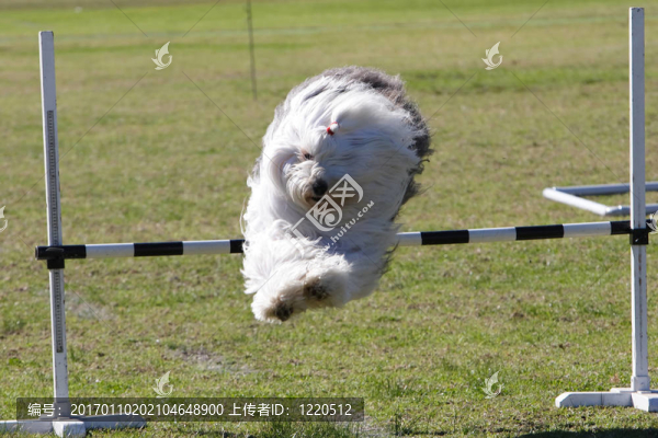 跳躍的狗