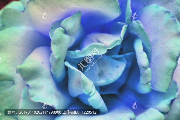 藍玫瑰