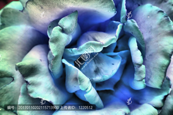 玫瑰花蕾