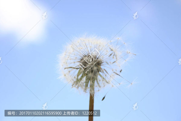 豆莢-匯圖網(wǎng) www.fosd68.com 豆莢