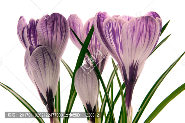 番紅花-匯圖網(wǎng) www.fosd68.com 番紅花