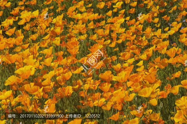 罌粟花