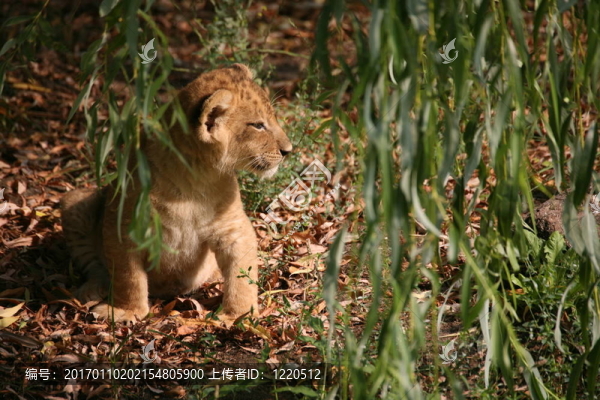 小獅子-匯圖網(wǎng) www.fosd68.com 小獅子