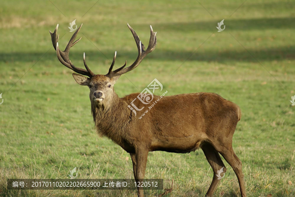 公鹿-匯圖網(wǎng) www.fosd68.com 公鹿