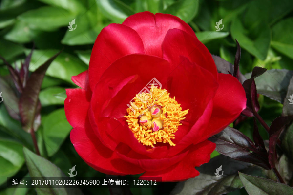 紅牡丹花