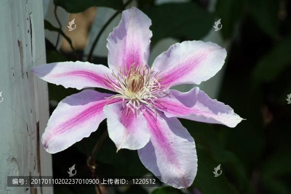 紫色和白色的花