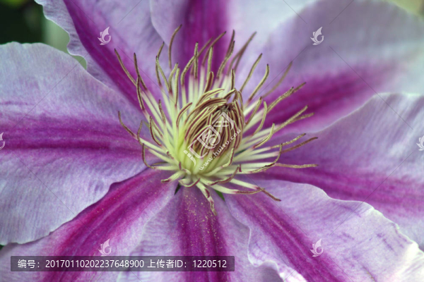 紫色和白色的花