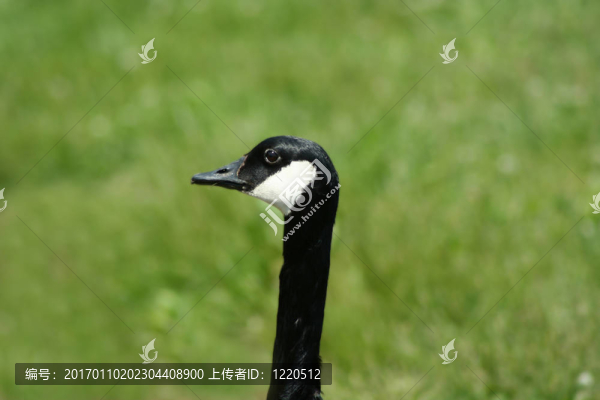 加拿大鵝