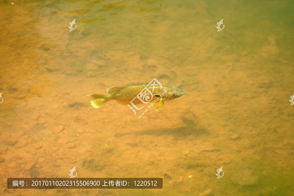翻車魚