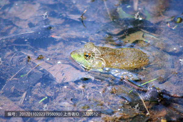 青蛙在水