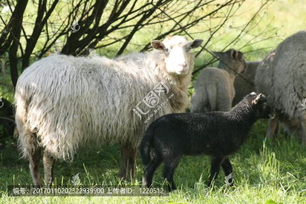 綿羊和羔羊-匯圖網(wǎng) www.fosd68.com 綿羊和羔羊