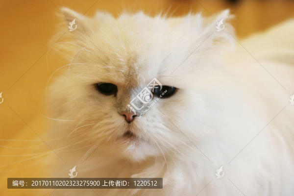 貓