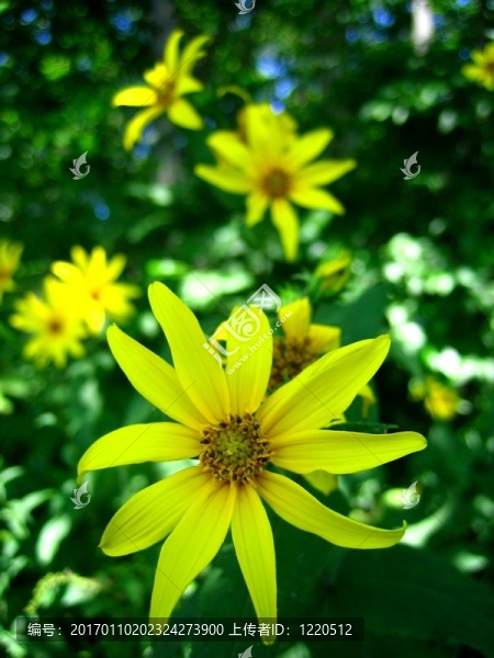 黃色的野生向日葵-匯圖網(wǎng) www.fosd68.com 黃色的野生向日葵