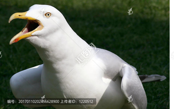 憤怒的海鷗