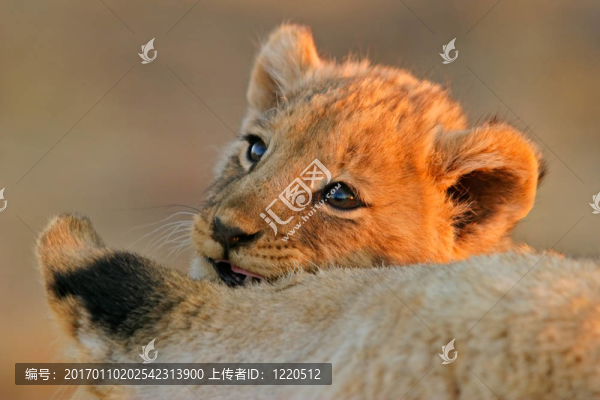 幼獅