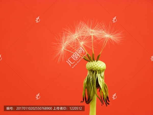 蒲公英的種子