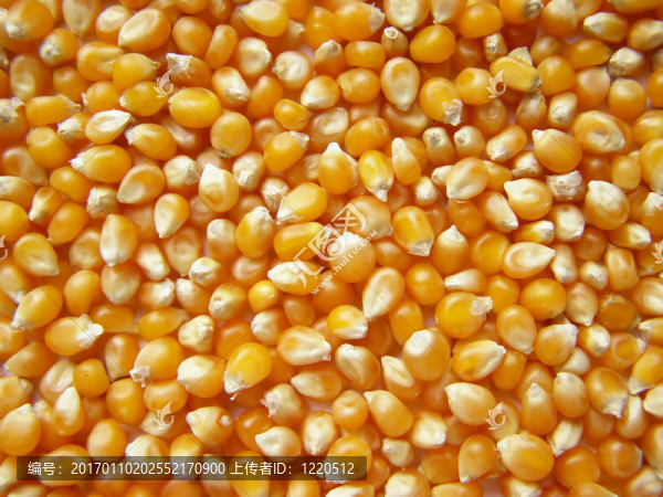 玉米玉米