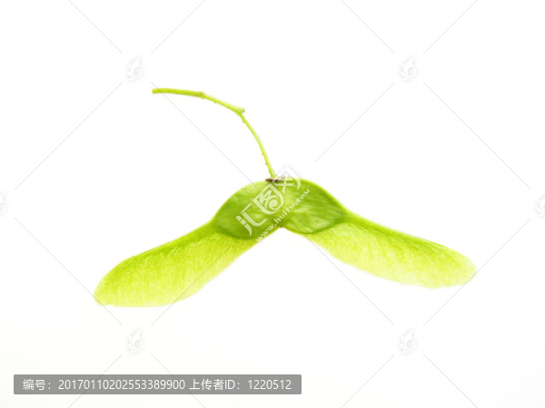 楓樹的種子