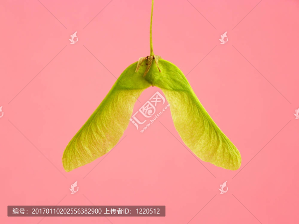 楓樹的種子