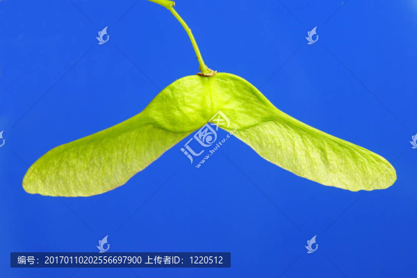 楓樹的種子