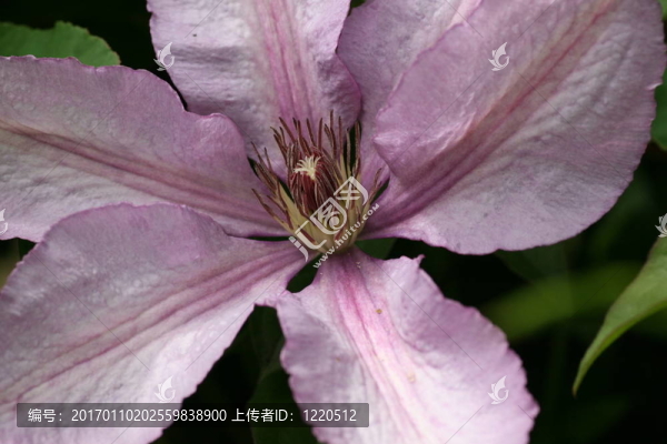 鐵線蓮